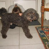 Foto van liesbeth,Turbo,Luna, Levi en Faith