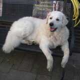 Dit is Cora-Lee vom Crystal Diamonds, geboren in Duitsland op 17 mei…