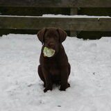 Kaya in de sneeuw, prachtige foto door vriendin van ons