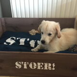 Wat is onze nikey STOER!!!