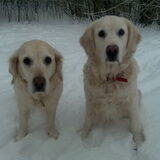 Rachel en Daisy in de sneeuw!! Ik heb 18 jaar lang 2 hele lieve Golden…