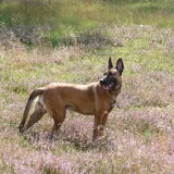 Foto van Amy