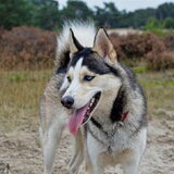 Foto van Vera met Abby & Cantor !