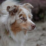 Foto van Vera met Abby & Cantor !