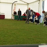 Belgian Border Collie Club show 20-09-2015