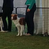 Belgian Border Collie Club show 20-09-2015