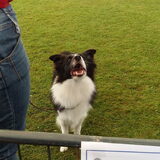 Belgian Border Collie Club show 20-09-2015