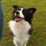 Belgian Border Collie Club show 20-09-2015
