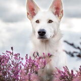 Foto van Judy
