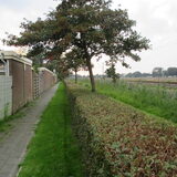 Foto van Michelle, baasje van Scotty en kater Charlie †