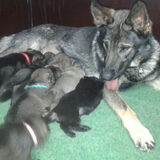 2,5 week