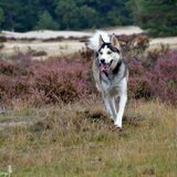 Foto van Vera met Abby & Cantor !