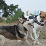 Foto van Vera met Abby & Cantor !