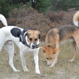 Foto van Vera met Abby & Cantor !