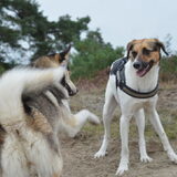 Foto van Vera met Abby & Cantor !