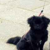 Dit is mila toen ze een jaar oud was.