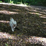 Foto van Sigrid, Sandy, Diva & Nala