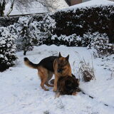 Foto van Inge & Danger