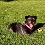 Foto van Ciska en Spanjaardje Moh (Bambi r.i.p.)