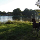Foto van Ciska en Spanjaardje Moh (Bambi r.i.p.)