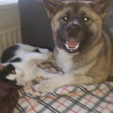 Foto van Jackie en Kiba:)
