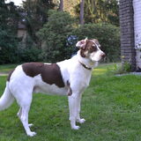 Tripple B, beautifull big boy Atalo. Mijn griekse jongen Met z'n…