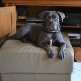 Sky mijn jongste. Een cane Corso. uit liefde voor de molossers