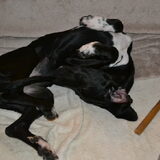 Chanel, is bij ons als opvanghond. Ze is zo aanhankelijk als velcro :-)…