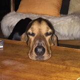Foto van Bram