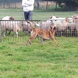 Foto van Dutchshepherdteam