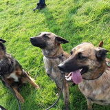 Foto van Dutchshepherdteam