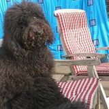 Foto van sylvia