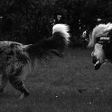 Foto van Angelique; Bruno, Charlie & Fenna