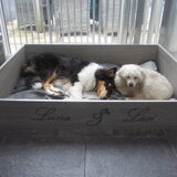 Foto van ~ Luna & Lèxi ~