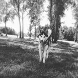 Foto van Lavina