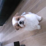 Dit is bowie. hier was hij net bij de trimsalon geweest.