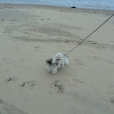 Het is Benji en het is genomen aan zee begin juli,en plezier dat we…