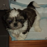 Benji 10 weken oud en nog maar pas bij ons.