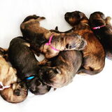 Een prachtig nestje van 3 teefjes en drie reuen.Moder en de puppy's…