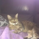 Mooie flinke lieve Tigre, Onverwachts kwam je bij ons binnenlopen.. Uit…