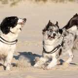 Foto van Angelique; Bruno, Charlie & Fenna