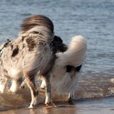 Foto van Angelique; Bruno, Charlie & Fenna