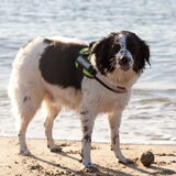 Foto van Angelique; Bruno, Charlie & Fenna