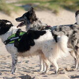 Foto van Angelique; Bruno, Charlie & Fenna