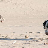 Foto van Angelique; Bruno, Charlie & Fenna