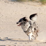 Foto van Angelique; Bruno, Charlie & Fenna
