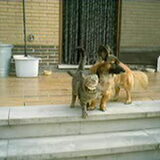 Scooby met onze poes Elvis ( die helaas is overleden )