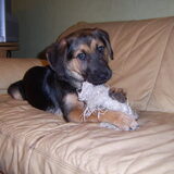 ezra als pup