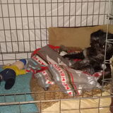 Foto van Ciska en Spanjaardje Moh (Bambi r.i.p.)