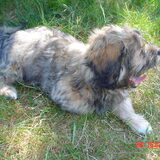 zwabber als pup